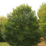 carpinusbetulusbig