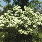 chinese fringe tree