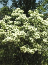 chinese fringe tree