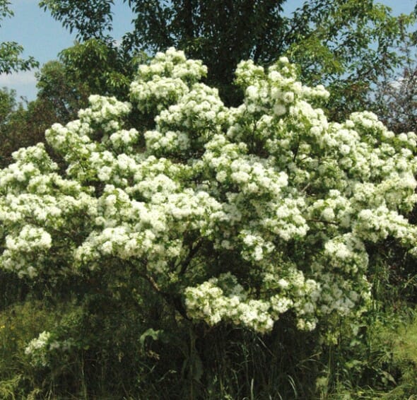 chinese fringe tree