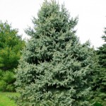 colorado blue spruce