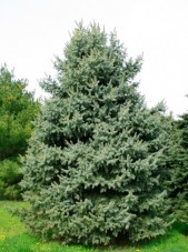 colorado blue spruce