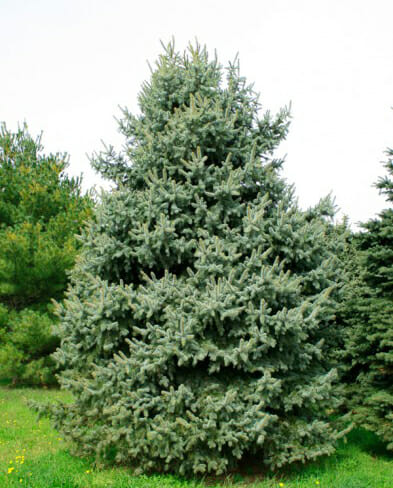 colorado blue spruce