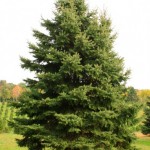 colorado spruce