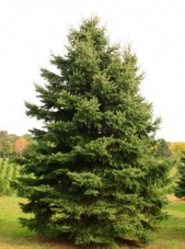 colorado spruce