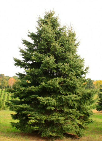 colorado spruce