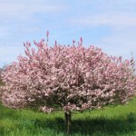 coral burst crabapple