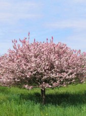 coral burst crabapple