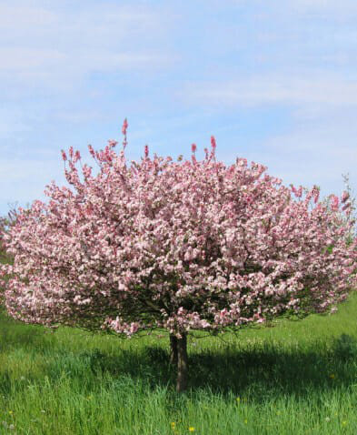 coral burst crabapple