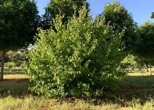 cornelian-cherry-dogwood