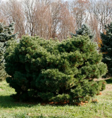 dwarf eastern white pine