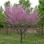 eastern redbud singlestem