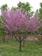 eastern redbud singlestem