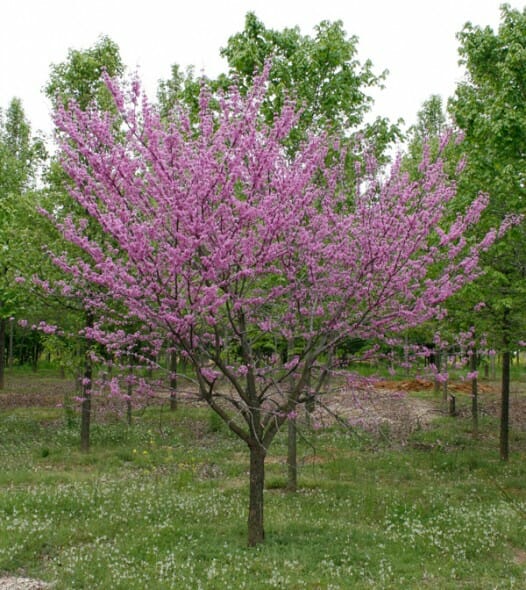 eastern redbud singlestem