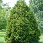 elegant arborvitae