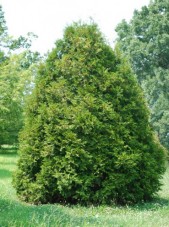 elegant arborvitae