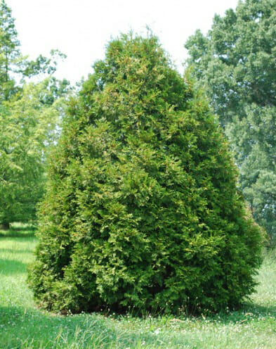 elegant arborvitae