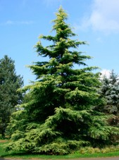 golden deodar cedar