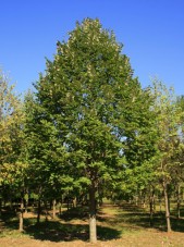 green mountain silver linden