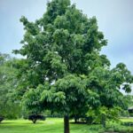 Yellow Buckeye Tree