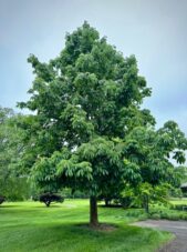Yellow Buckeye Tree
