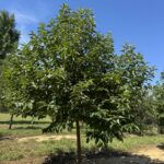 Halesia Carolina Tree