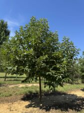 Halesia Carolina Tree