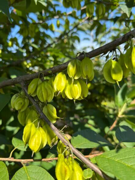 Fruit View