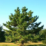 jap black pine