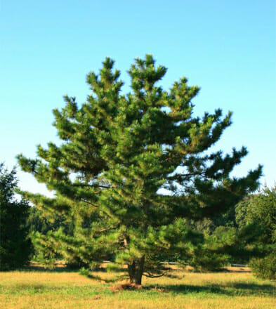 jap black pine