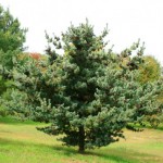 jap white pine