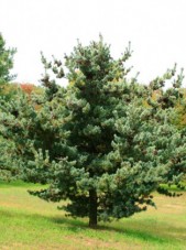 jap white pine