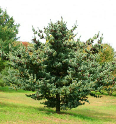 jap white pine