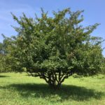 malus-argentii-sargent-crabapple-summer