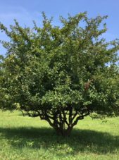 malus-argentii-sargent-crabapple-summer