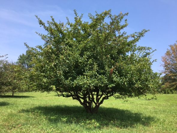 malus-argentii-sargent-crabapple-summer