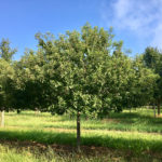 malus-coralburst-crabapple-summer