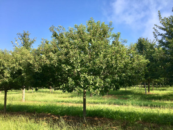 malus-coralburst-crabapple-summer