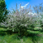 malus-floribunda