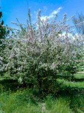 malus-floribunda