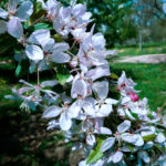 malus-floribunda-flower