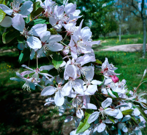 malus-floribunda-flower