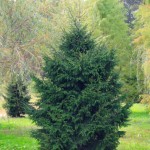 oriental spruce