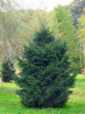 oriental spruce