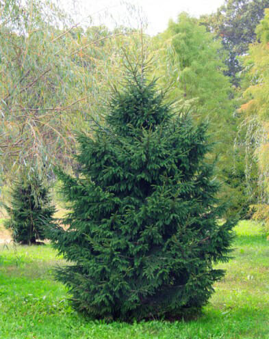 oriental spruce