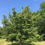 American Hophornbeam