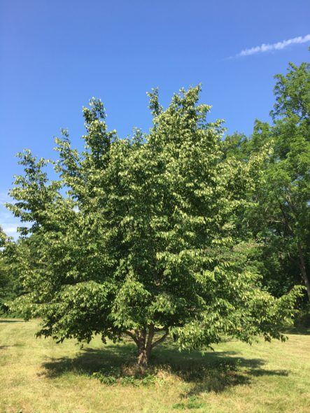 American Hophornbeam