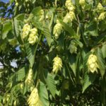 American Hophornbeam Flower