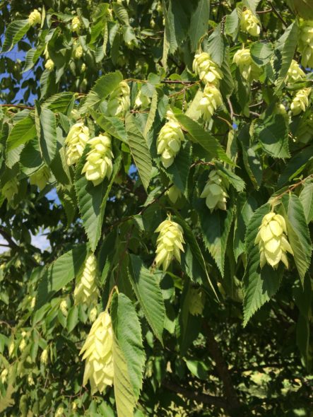 American Hophornbeam Flower