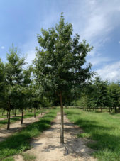 Shumard Oak Tree in the Summer